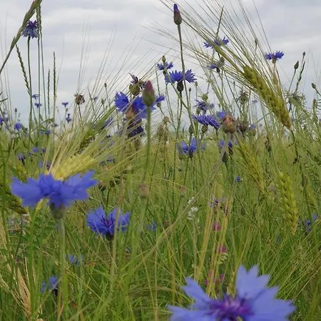 Achat Apartment Idar-Oberstein