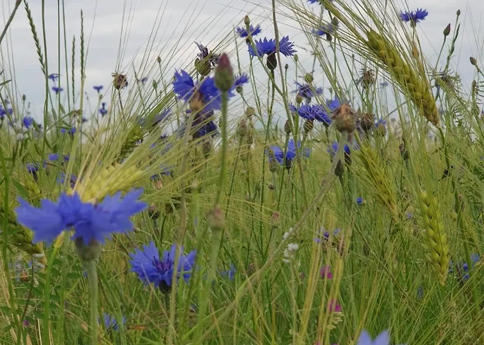 Achat Apartamento Idar-Oberstein